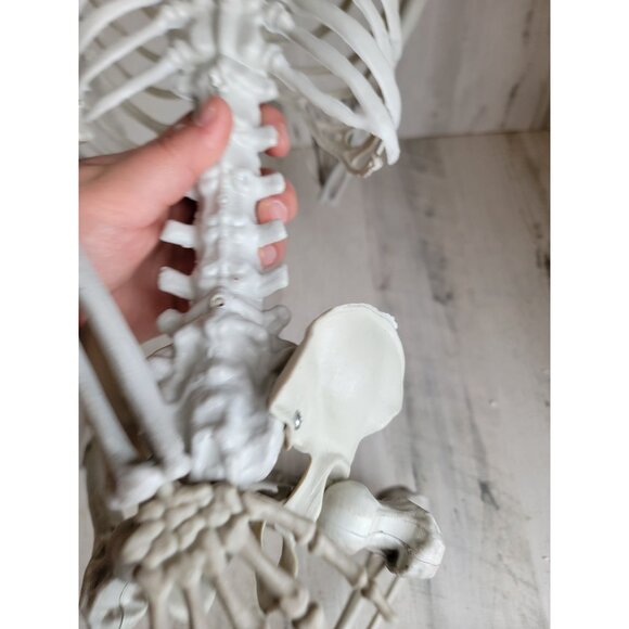 Halloween hanging skeleton prop home decor bone rib cage - Picture 9 of 12